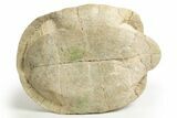 Inflated Fossil Tortoise (Stylemys) - South Dakota #316910-1